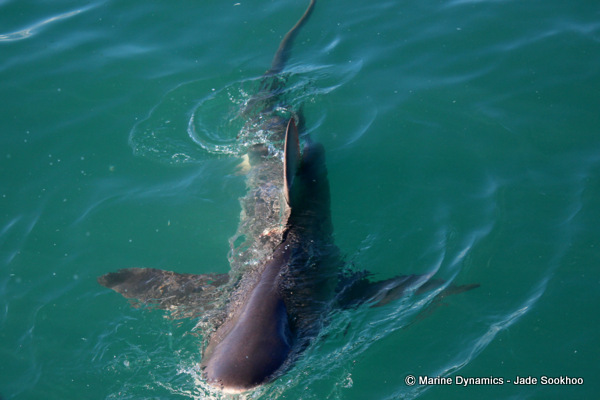 Bronze Whaler shark, Shark Cage diving, South Africa